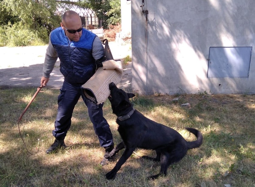 Szkolenie psów policyjnych w Piotrkowie