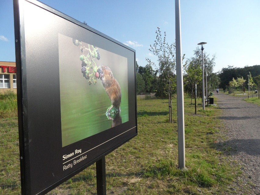 Planty Jaworzno. Wystawa "International Garden Photographer of the Year"