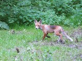 Na lubelskich osiedlach zadomowiły się lisy