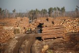 Usuwanie skutków czerwcowych burz w Łódzkiem. Las w okolicy Paradyża został wycięty