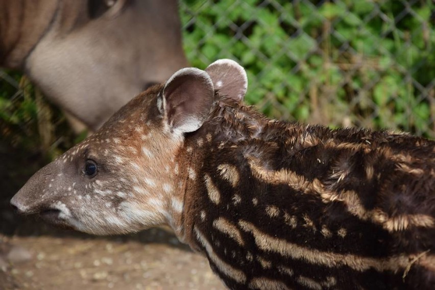 Tapirek Bulwa nowym mieszkańcem zoo [ZDJĘCIA]