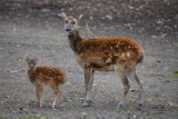 Zoo Poznań: Urodził się jeleń Alfreda [ZDJĘCIA]