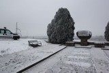 Słoik z marihuaną próbował ukryć w zaroślach