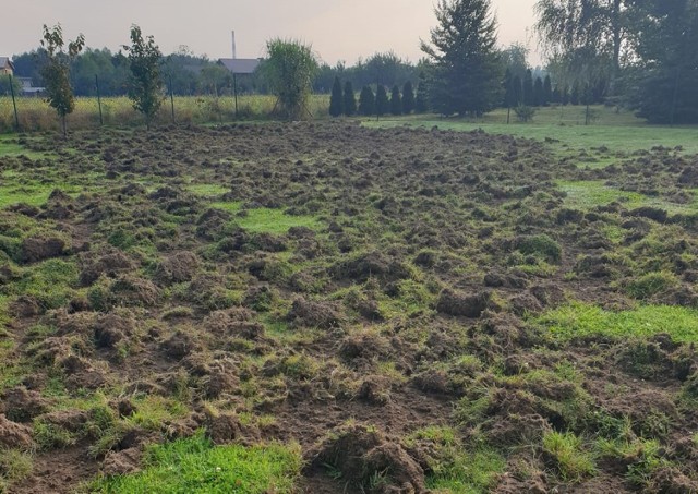 Dziki niszczą posesje w Wodzisławiu Śl.