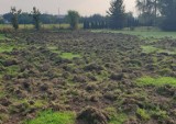 Dziki w Wodzisławiu Śl.: Niszczą trawniki, atakują ludzi. "Stanowią duże zagrożenie"