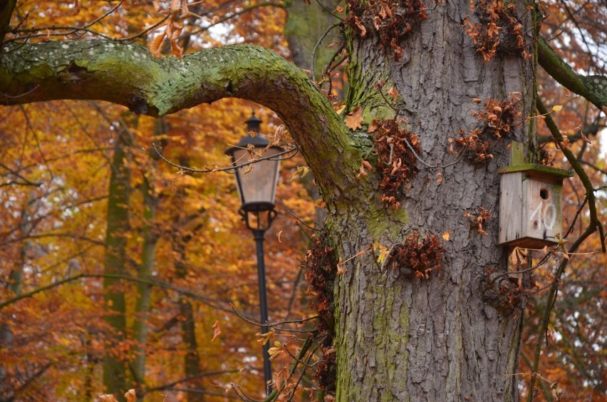 Magiczne kolory jesieni w Parku Oruńskim w Gdańsku! W takiej odsłonie można podziwiać go tylko przez kilka dni w roku! 