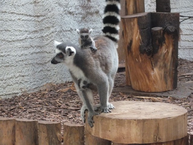 Zamojskie zoo zaprasza wiosną