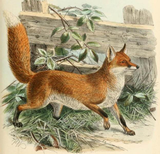 Źródło: http://commons.wikimedia.org/wiki/File:Keulemans_common_fox.png