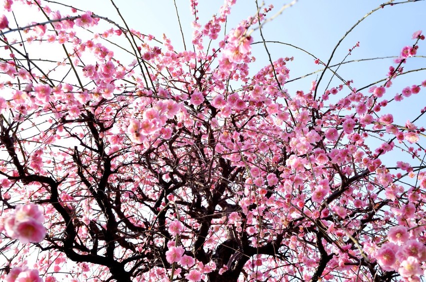 Wiosna zawitała do Japonii! Zakwitły krzewy wiśni [ZDJĘCIA]