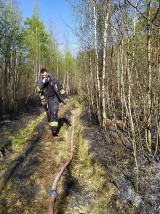 Strażacy z Radomska i powiatu gasili dwa pożary lasu. Paliło się w Katarzynowie i Myśliwczowie [ZDJĘCIA]