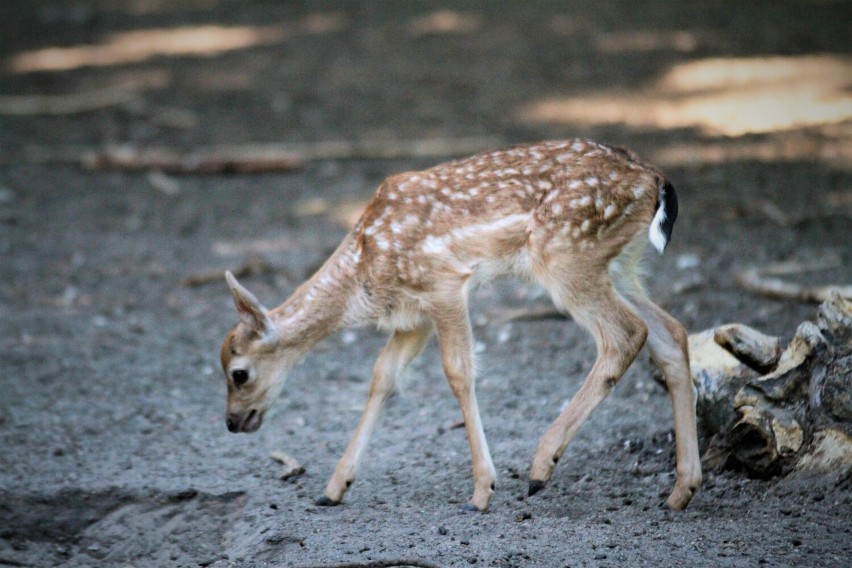 12 danieli urodziło się w mini zoo w Koninie