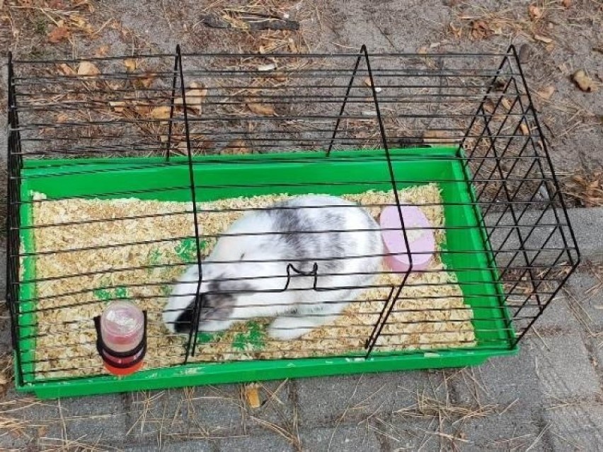 Porzucił królika w klatce na przystanku autobusowym