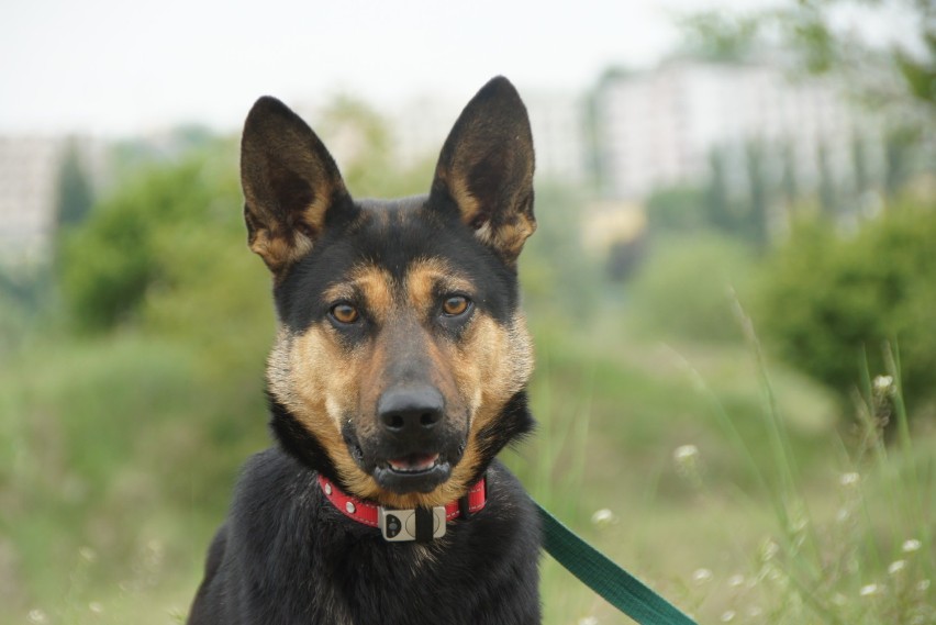 Boni to " dziewczyna "o wielkim sercu. Na spacerze na...