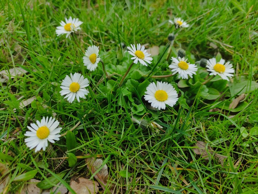 Wiosna w sercu Wałbrzycha: Przyszła spóźniona, ale kwitnąca! Zobaczcie zdjęcia