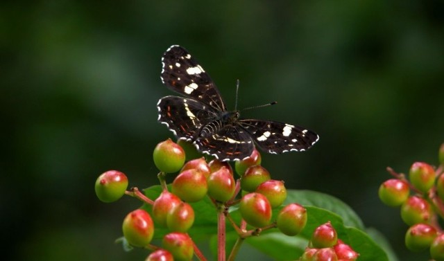 Rusałka kratkowiec (Araschnia levana). Forma letnia