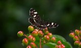 Motyle. Rusałka kratkowiec (Araschnia levana)