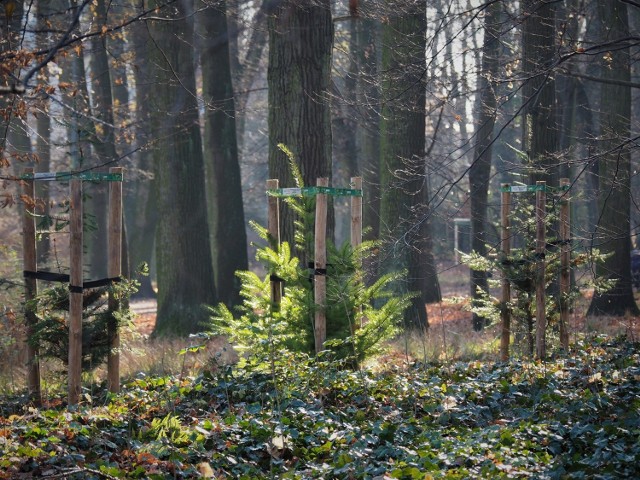 Obumarłe drzewa pozostaną w parku Grabiszyńskim, wzbogacając ekosystem