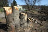 W powiecie tucholskim przy drogach podległych pod powiat do wycięcia zakwalifikowano ponad 400 drzew. 