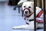 Gdynia: Lions Club zebrał pieniądze na zakup psa asystenta i wsparcie budowy centrum rehabilitacji