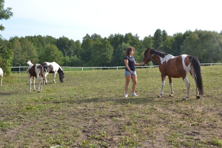 Joannę Paszyńską z Wielgiego konie fascynowały od dziecka. Z czasem stały się sposobem na życie [zdjęcia]
