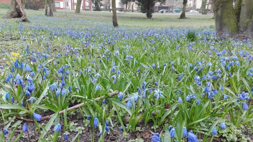 Kwiaty w parku Chopina w Świnoujściu cieszą oko. Co roku...