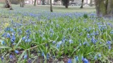 Kwiaty w parku Chopina w Świnoujściu cieszą oko