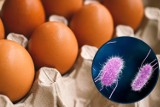 Salmonella na jajkach. GIS ostrzega: spożycie ich grozi zatruciem