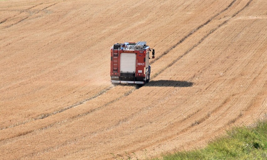 Strażacy po akcji uwolnienia sarenki na polu na Osiedlu Południe