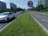 Suwałki. Będzie więcej krzewów w pasie drogowym ulicy Pułaskiego