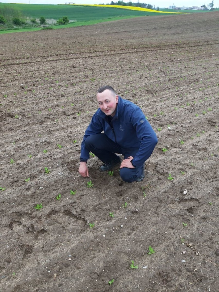 Malbork. Cukrownia wybrała "Wzorowego Plantatora". W tym roku został nim młody rolnik z okolic Kwidzyna