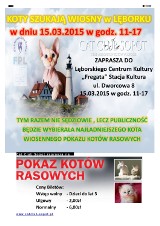 Wiosenny Pokaz Kotów Rasowych Lębork 15.03.2015