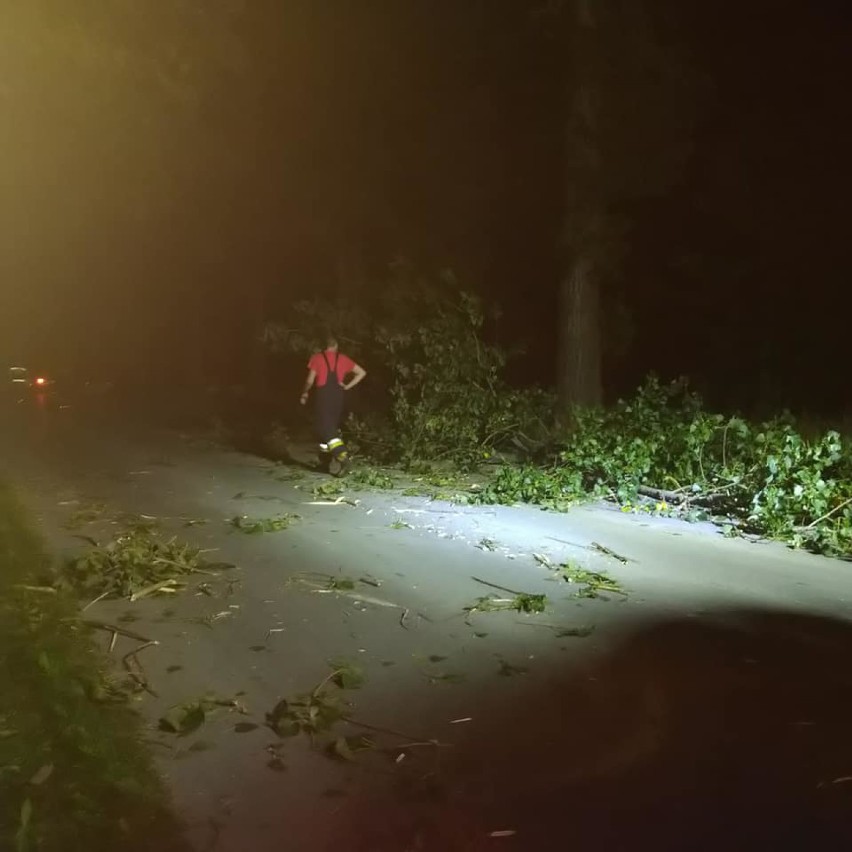 Konar drzewa na drodze powiatowej w okolicach Niedośpielina