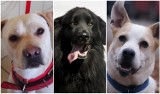 Oto psy, które czekają na adopcję we wrocławskim schronisku (ZDJĘCIA) 