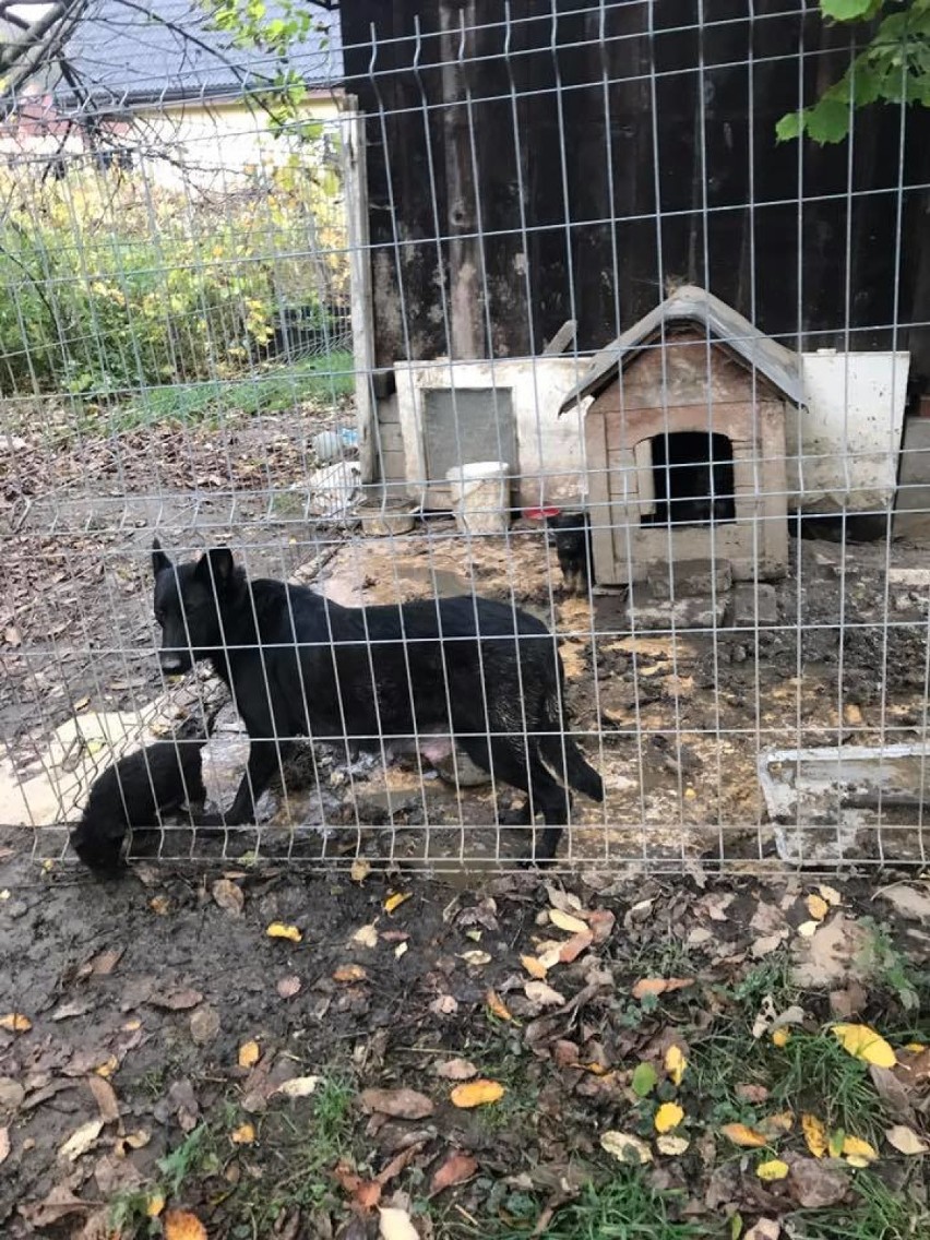 Funkcjonariusz Straży Granicznej dorabiał sprzedając szczeniaki. Psy żyły w fatalnych warunkach