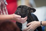 Zoopsycholog radzi: Pies na rehabilitacji
