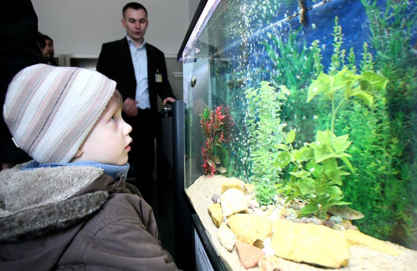 Czystość wody "kontrolują" małże i okonie w akwarium.