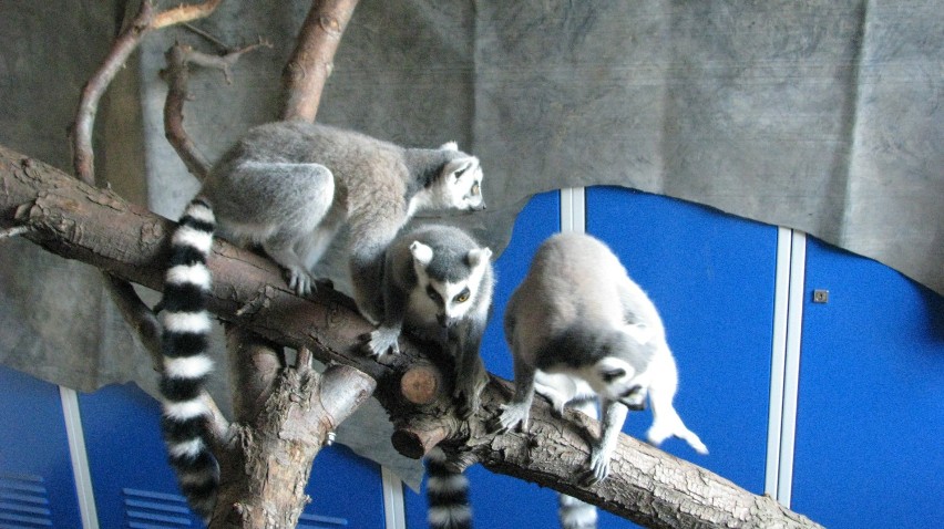 Lemury będą na pewno gratką dla miłośników  zwierząt