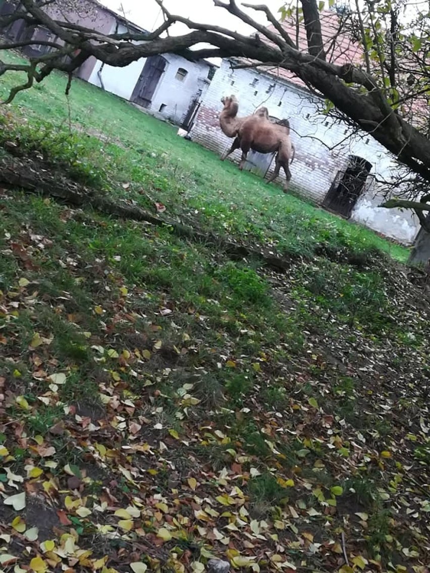 Edmée i jej wielbłąd Attika dotarli do Szlichtyngowej