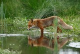 Trwa szczepienie wolno żyjących lisów przeciw wściekliźnie