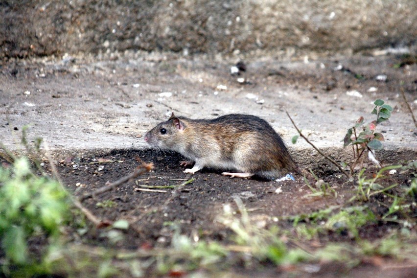 Szczury opanowały skwer w centrum Sosnowca, przy ulicy...