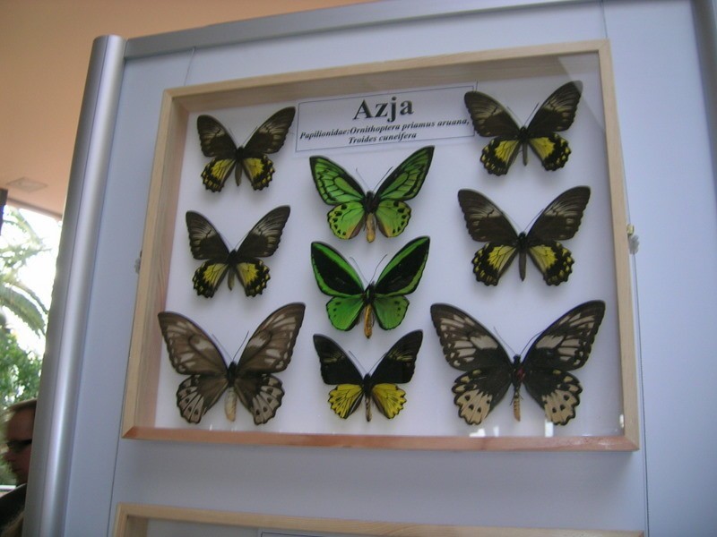 Motyle Afryki, Ameryki i Azji na wystawie w Palmiarni Zielonogórskiej