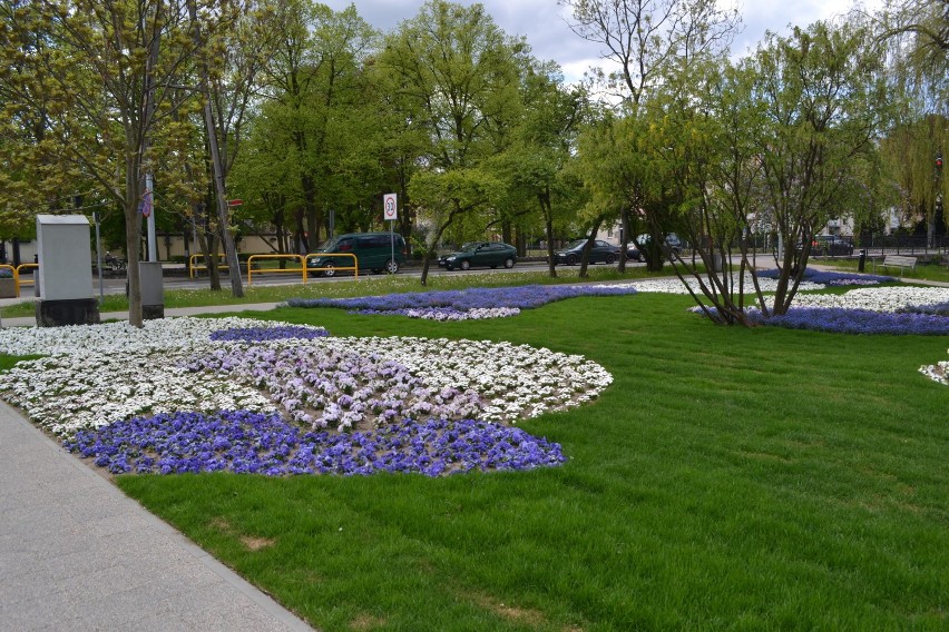 Pruszcz Gdański: Tulipany, bratki i niezapominajki - te kwiaty zdobią już miasto [GALERIA]