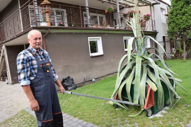 -&nbsp;Od maja wyrosła nam aż pod dach tarasu. Kiedy pojawią się kwiaty, umrze - mówi Mirosław Dolata, właściciel 45-letniej agawy.