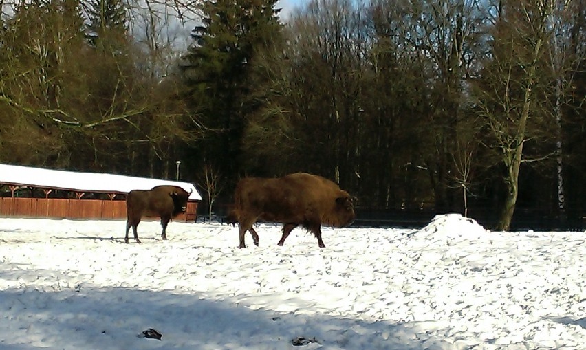 Rezerwat żubrów w Białowieży [ZDJĘCIA]