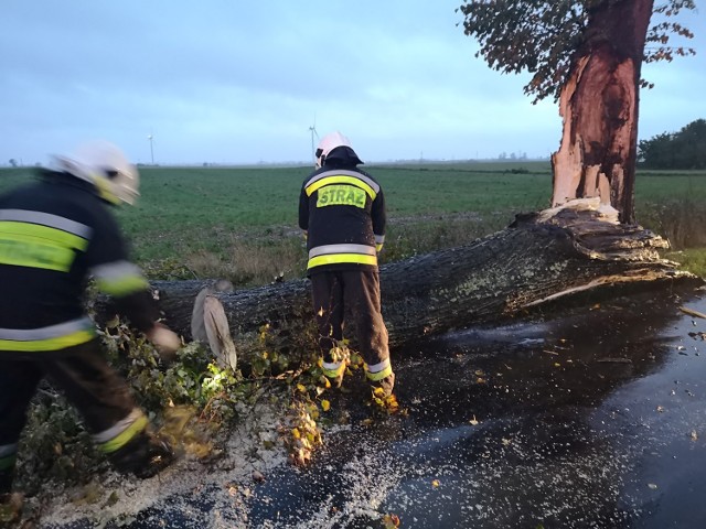 Powalone drzewo usuwano m.in. w Szczepankach w gminie Łasin