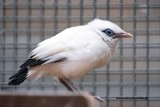 Sensacja we wrocławskim zoo. Wykluł się jeden z najrzadszych ptaków na Ziemi!