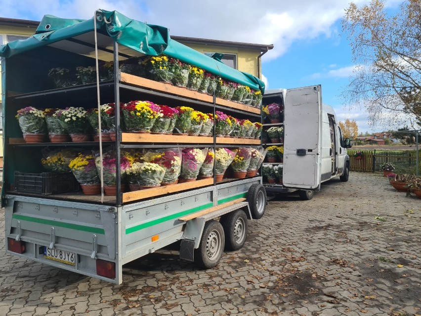 Lubliniec. Tysiące kwiatów pójdą na straty? Producenci...