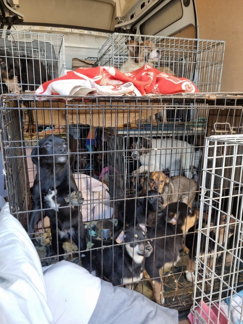 Psy z Ukrainy znalazły pomoc w Gorzowie.
