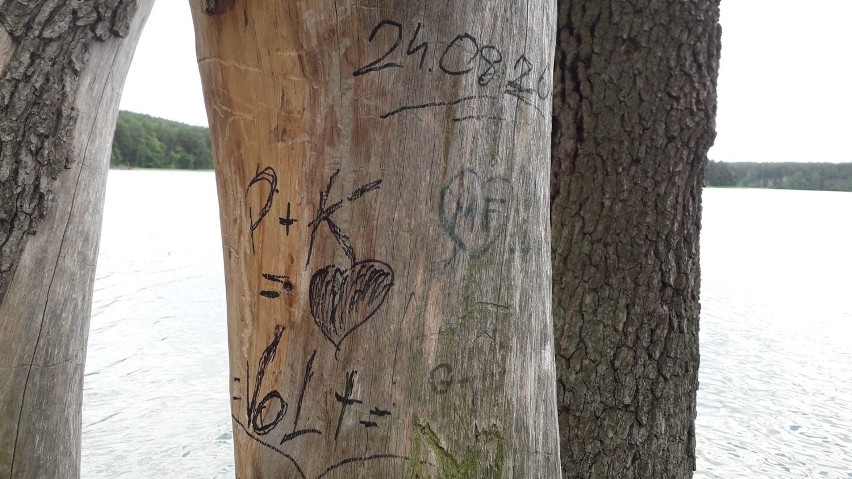 Wyznanie miłosne - czy wandalizm? Napis na drzewie - w lesie w Gminie Zbiczno [zdjęcia]