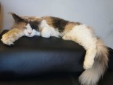 OTOZ Animals Krosno apeluje o pomoc w leczeniu 140 kotów odebranych z pseudohodowli w Jaśle. Przeżyły gehennę [ZDJĘCIA]